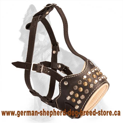Padded And Studded Muzzle for German Shepherd