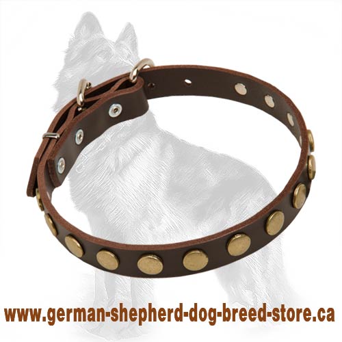 Special Leather German Shepherd Collar With Brass Circles