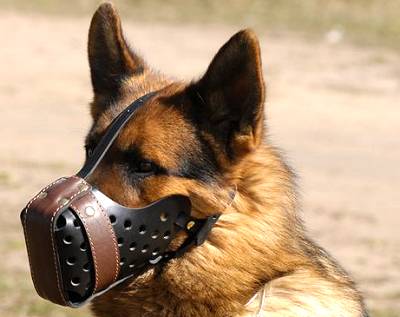 German Shepherd training Leather dog muzzle "Dondi"-plus style