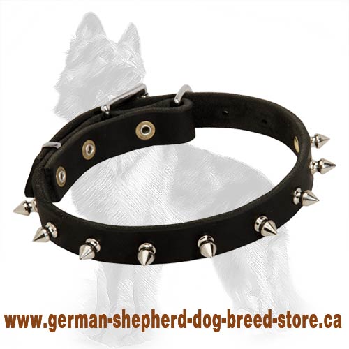 German Shepherd Leather Collar with Nickel Plated Spikes