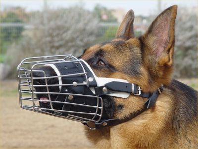 Dog muzzle in store deals
