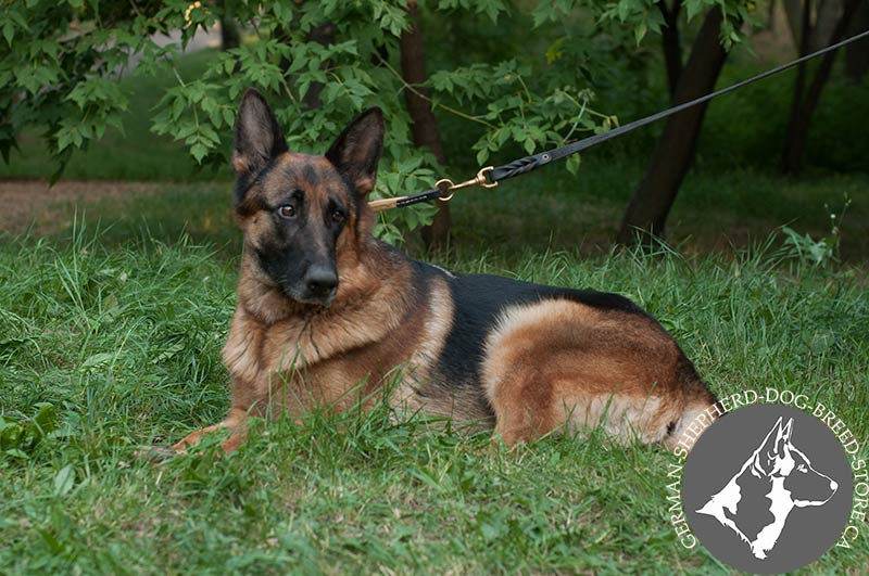 German shepherd leather sales leash