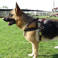 Tracking Pulling Leather Dog Harness For German Shepherd H5 1098 Tracking Pulling Harness German Shepherd Harnesses German Shepherd Muzzles German Shepherd Collars Dog Leashes German Shepherd Equipmen...