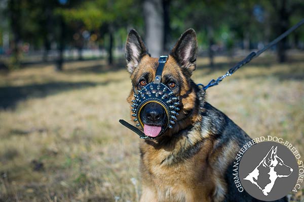 German-Shepherd leather muzzle painted spiked for stylish walks