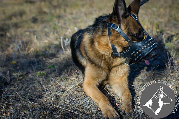 German-Shepherd leather muzzle snugly fitted with handset decoration for basic training