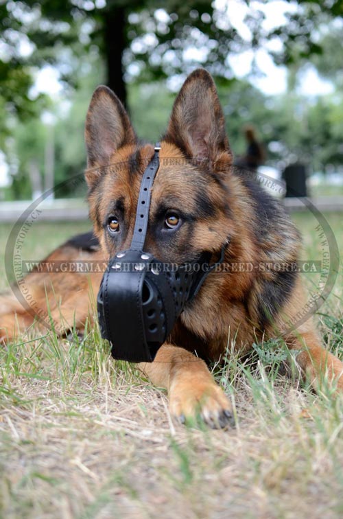 Leather German-Shepherd Muzzle Strong for Training