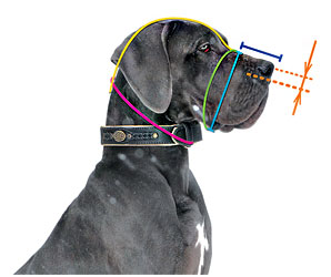 How to
measure your German Shepherd dog