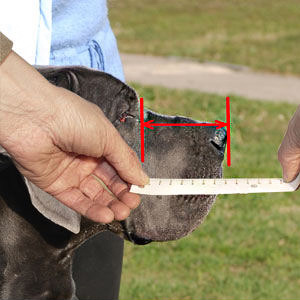 This is how to measure your German Shepherd's muzzle length