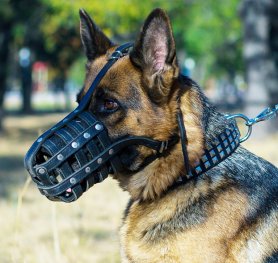 Purchasing the Right Muzzle