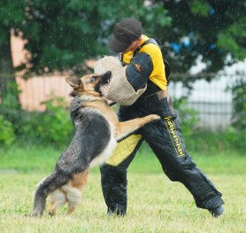 Schutzhund Training